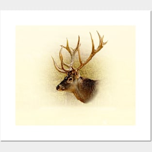 Deer portrait Posters and Art